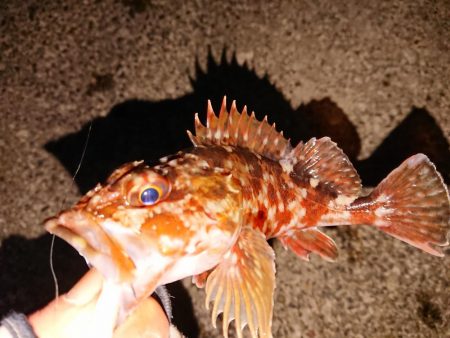 今日もガッシーのみ